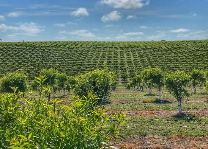 Farmhouse In Montalto Near Sandy Beaches 蒙塔尔托迪卡斯特罗照片